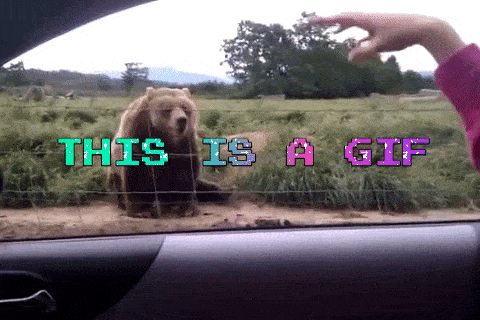 waving-bear-gif